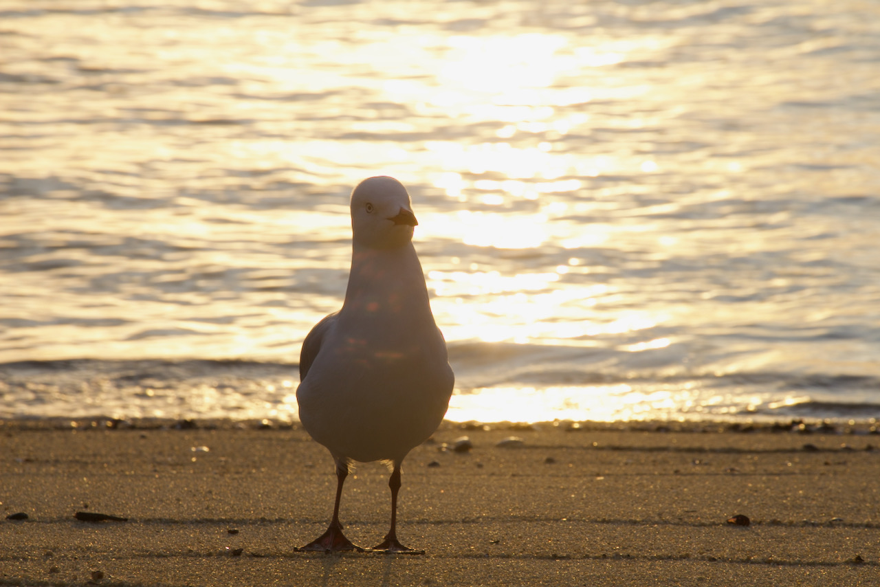 Hello there red billed gull