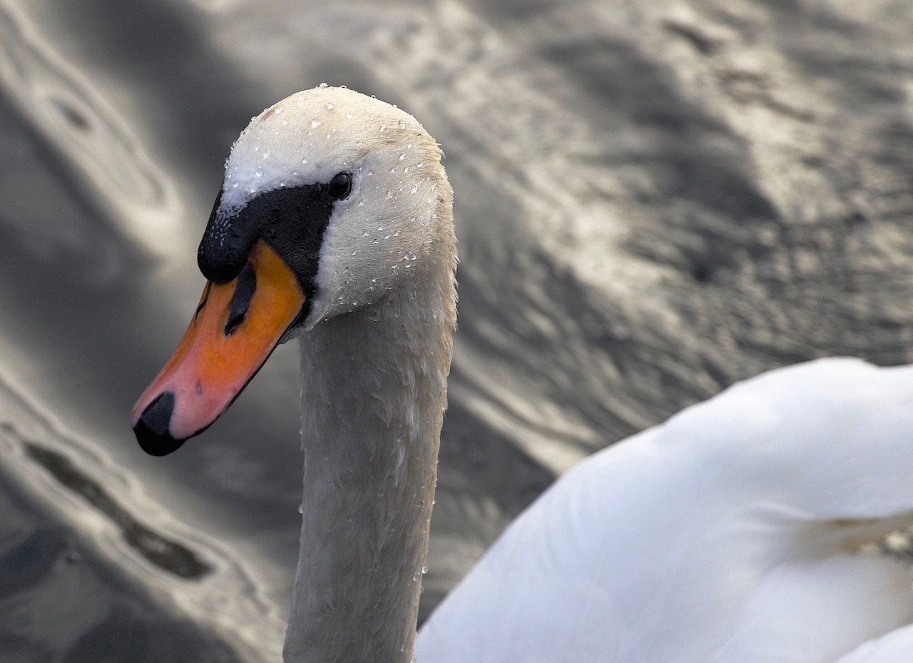 Beady swan