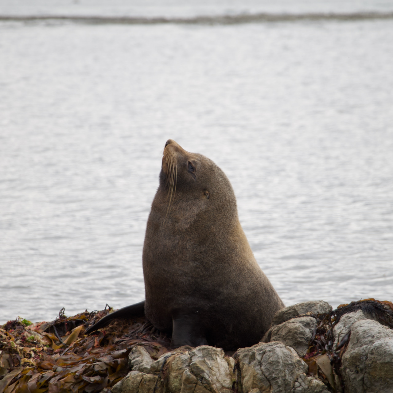 Happy sea lion