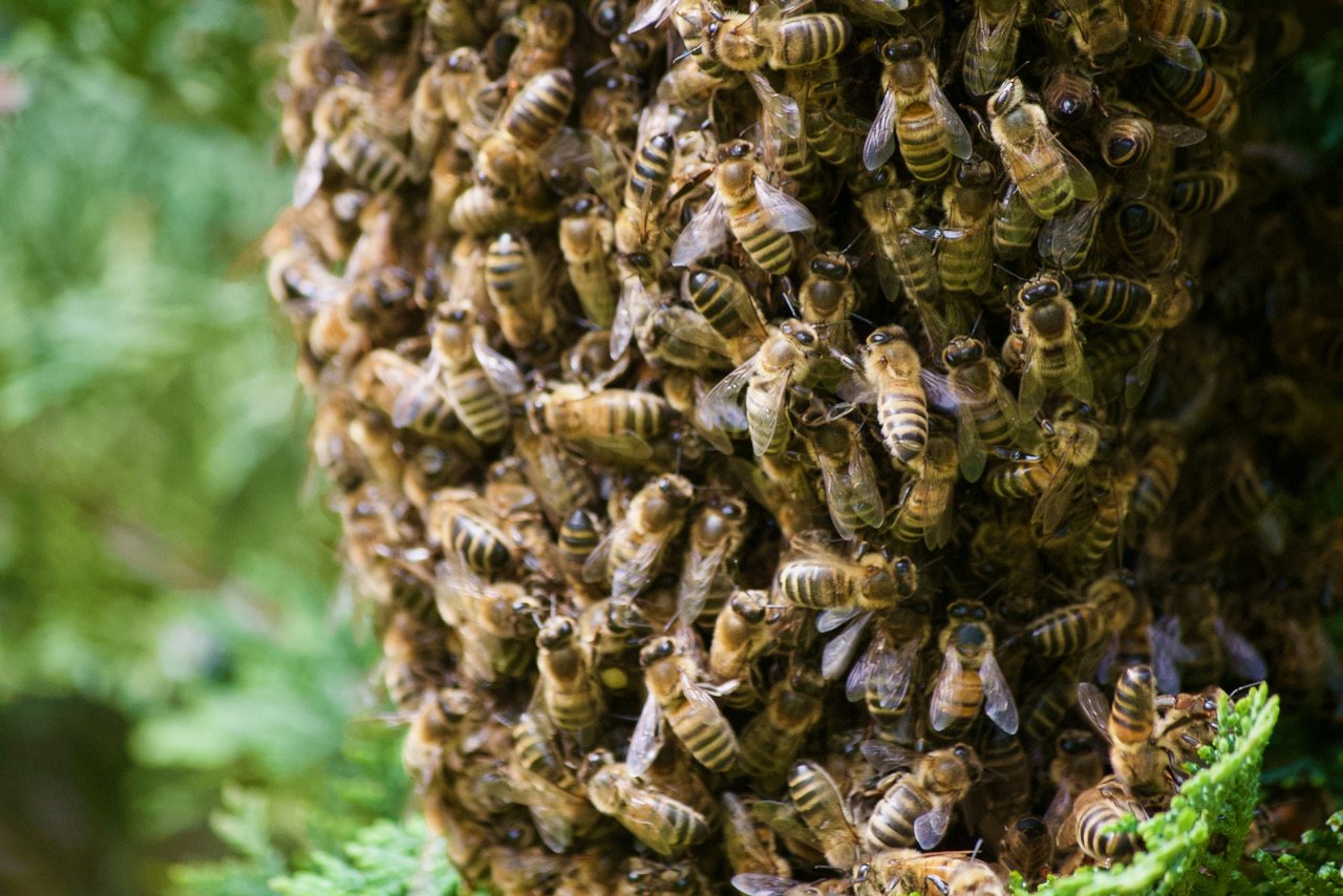 My Dad's Bees moving home