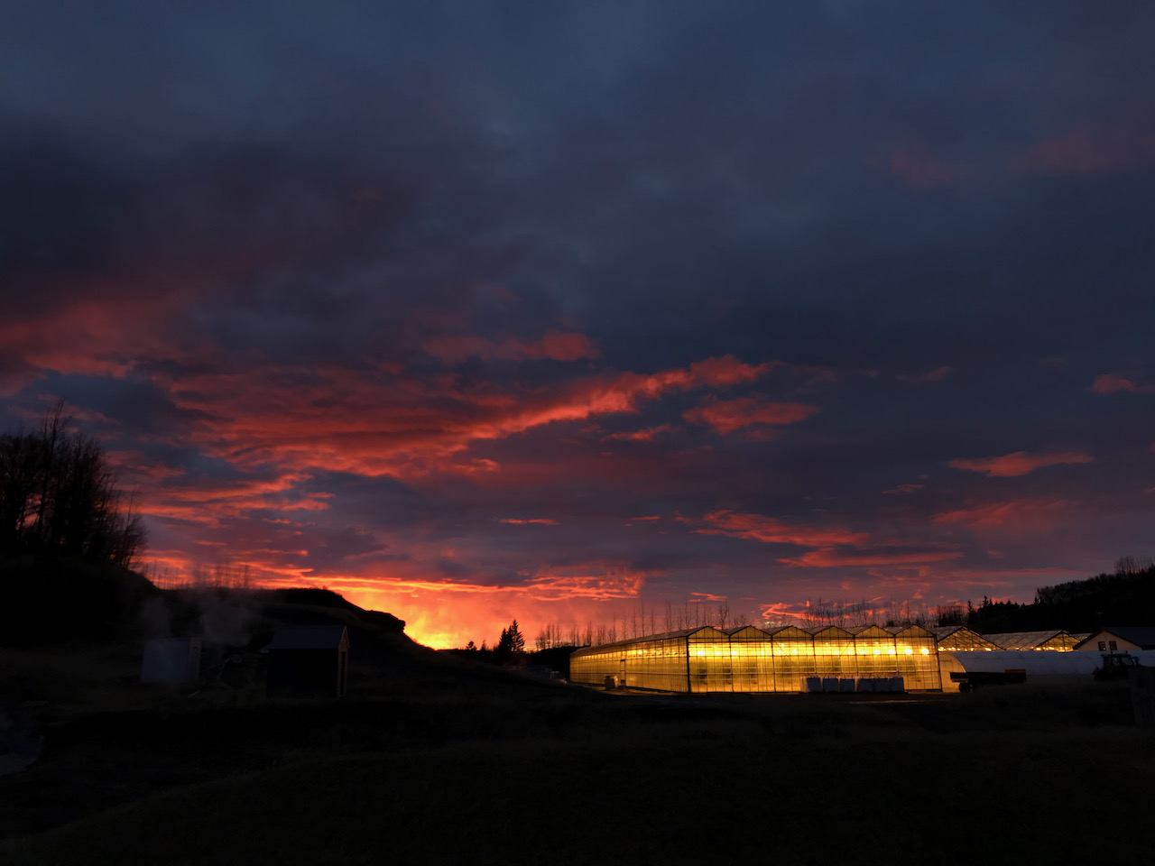 Iceland greenhouses